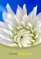 Image for Image for 4564